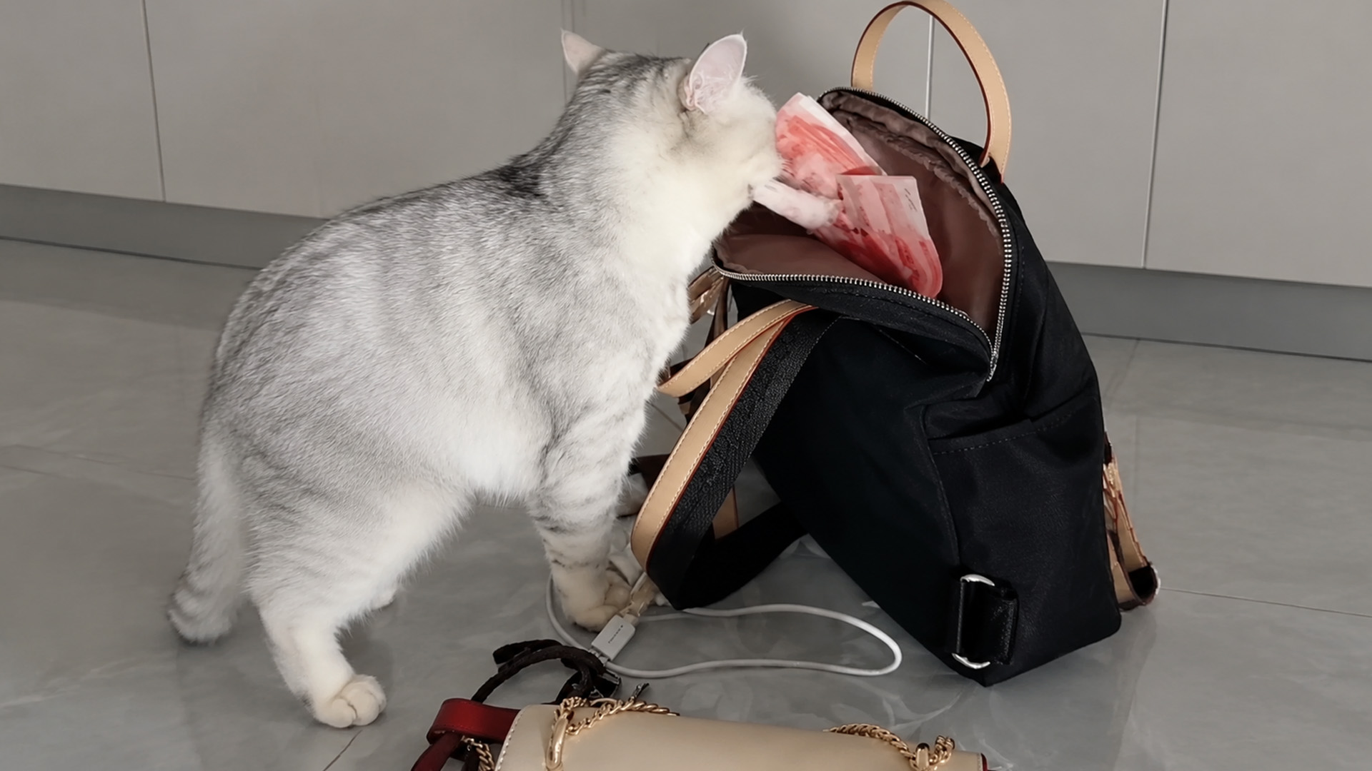 Curious cat finds something unexpected inside a bag