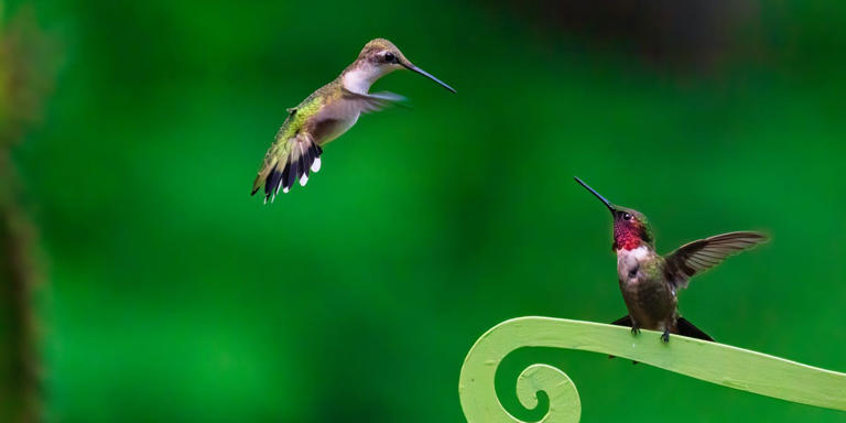These 3 clues can help you tell male and female hummingbirds apart