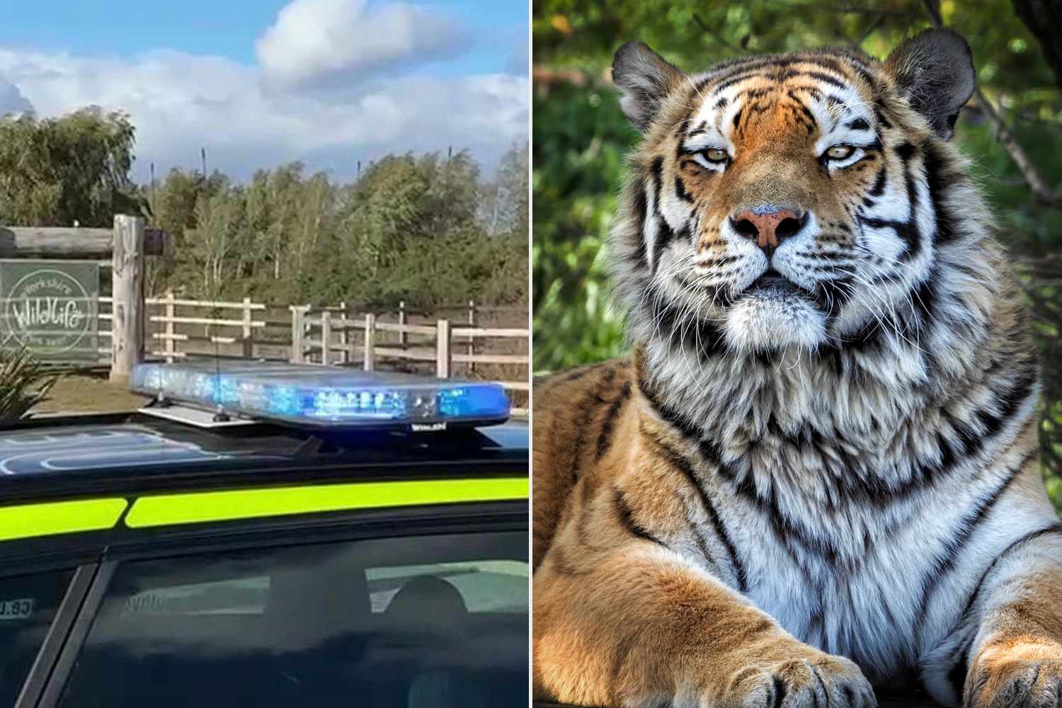 Man mauled to death by tiger at zoo as authorities ask public not to ...