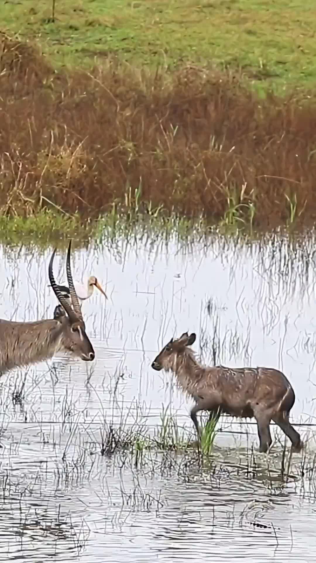 Heartless buck throws baby back into crocodile's jaws