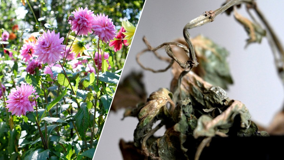 Höstens tåligaste blommor – klarar sig när andra vissnar