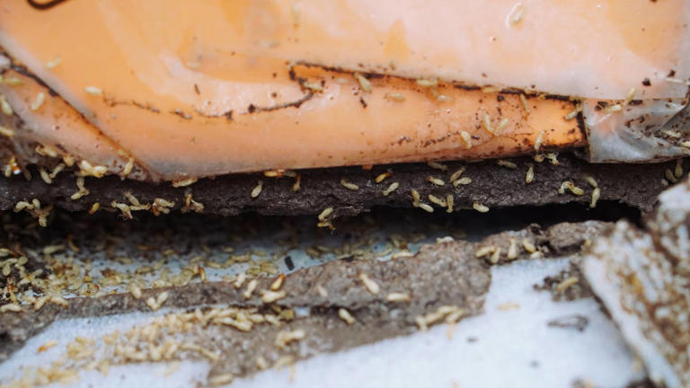 Is pest control worth it? Calculating property damage savings vs ...