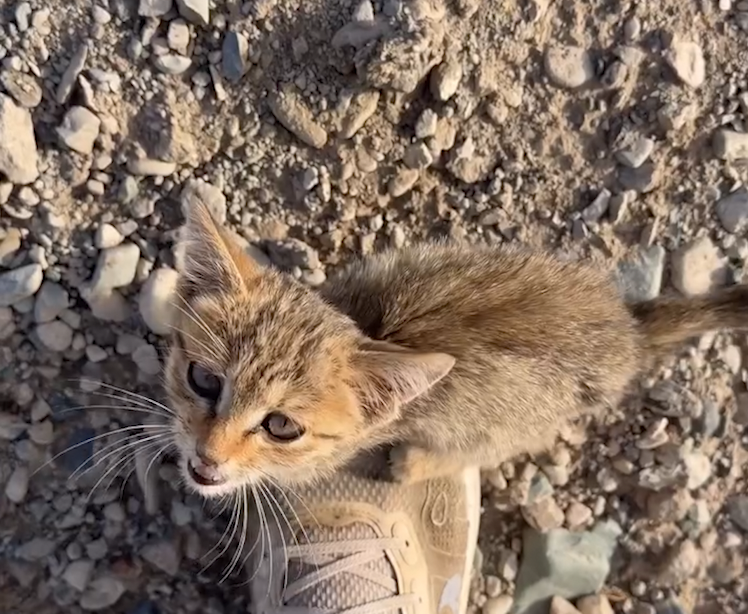 Runner pauses Beijing to London record attempt to rescue kitten ...