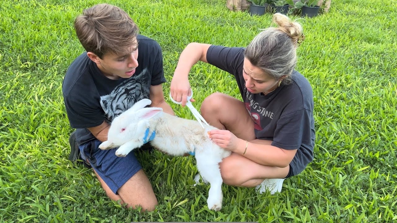 We found more abandoned rabbits! What happened?