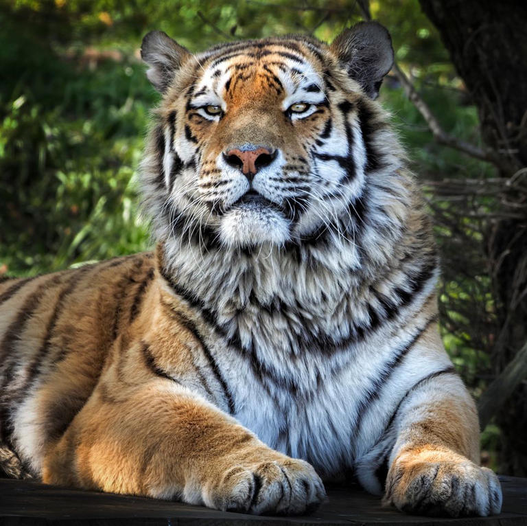 Man mauled to death by tiger at zoo as authorities ask public not to ...