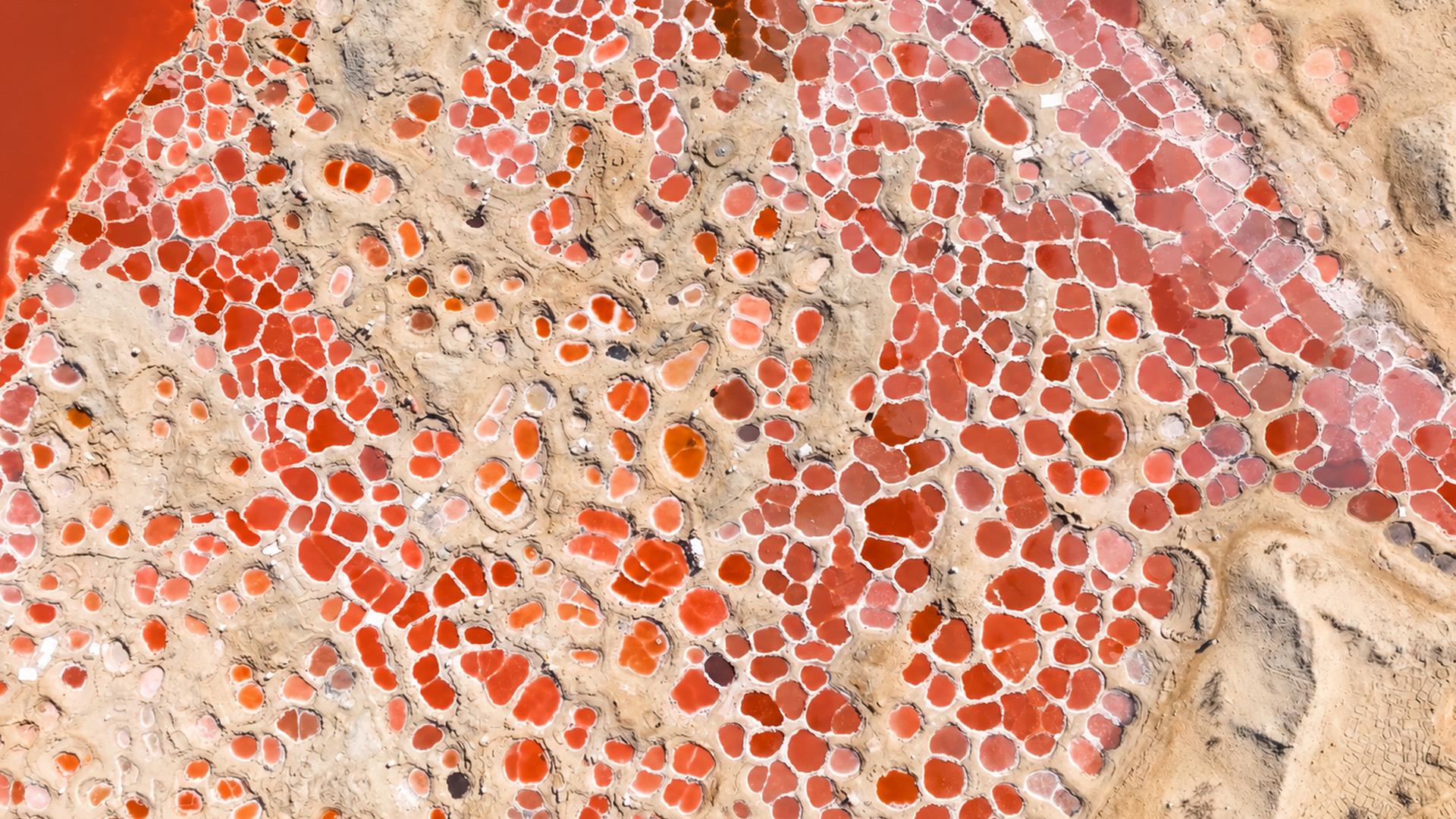 Red pools cover the ground like a mosaic