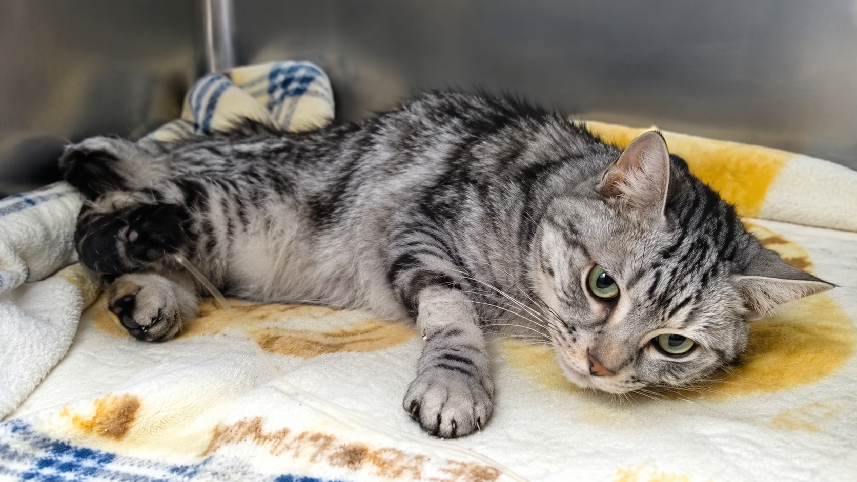 The kitten was abused by bad people and then thrown into a dark water ...