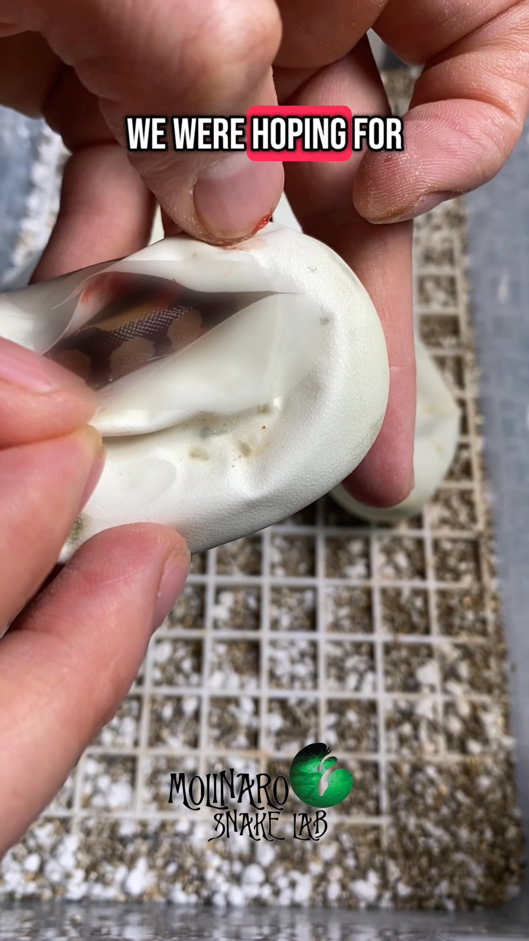 Eggs are hatching! Will we hatch out a blue-eyed Lucy?