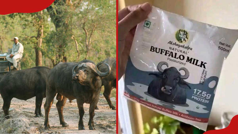 Kenyans turn William Ruto's buffalo milk idea into hilarious memes as ...