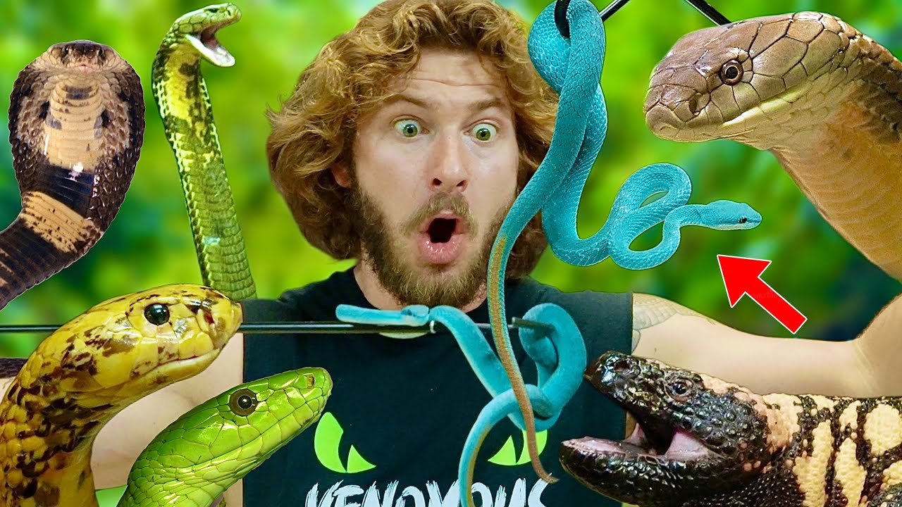 Feeding a venomous snake safely