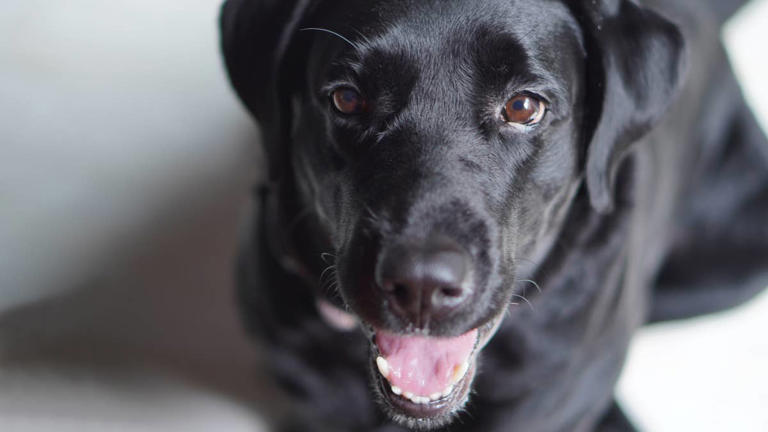 Black Labrador makes a terrible golf partner, but at least she's cute
