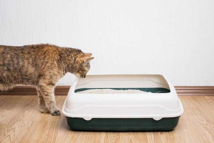 猫が守っている『トイレのルール』5つ こだわりがあるのはなぜ？快適な環境の整え方まで
