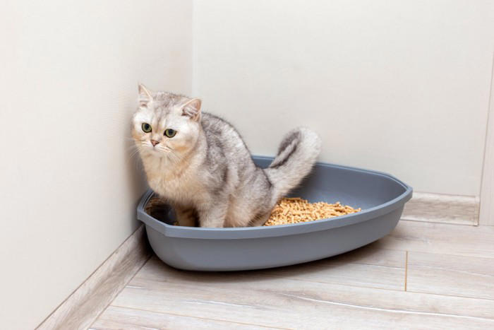 猫が守っている『トイレのルール』5つ こだわりがあるのはなぜ？快適な環境の整え方まで