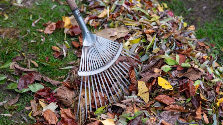 Why you shouldn’t completely remove fall leaves from your garden