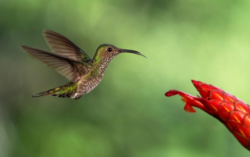Hummingbird flight secrets that inspire innovation