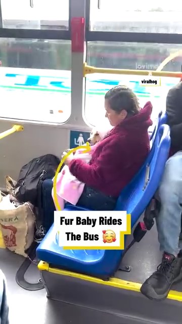Fur baby rides the bus
