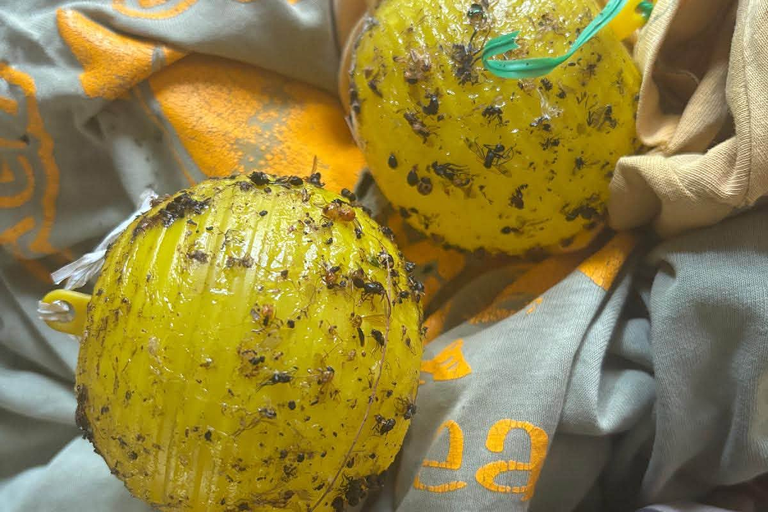 Calls for new ban after sad find in Aussie backyard: 'Don't use them'