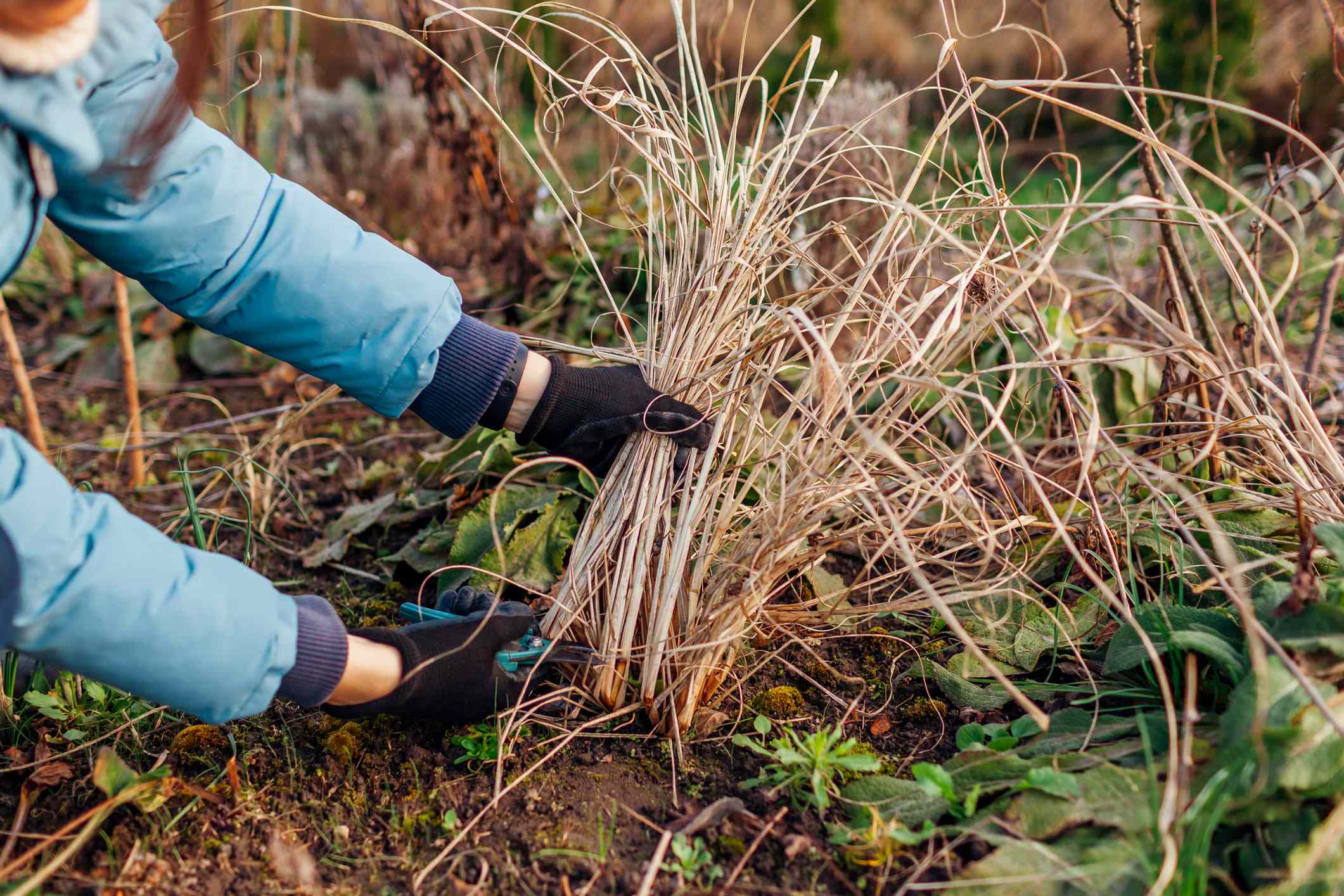 Should you cut back ornamental grasses in fall? Here’s what to know ...