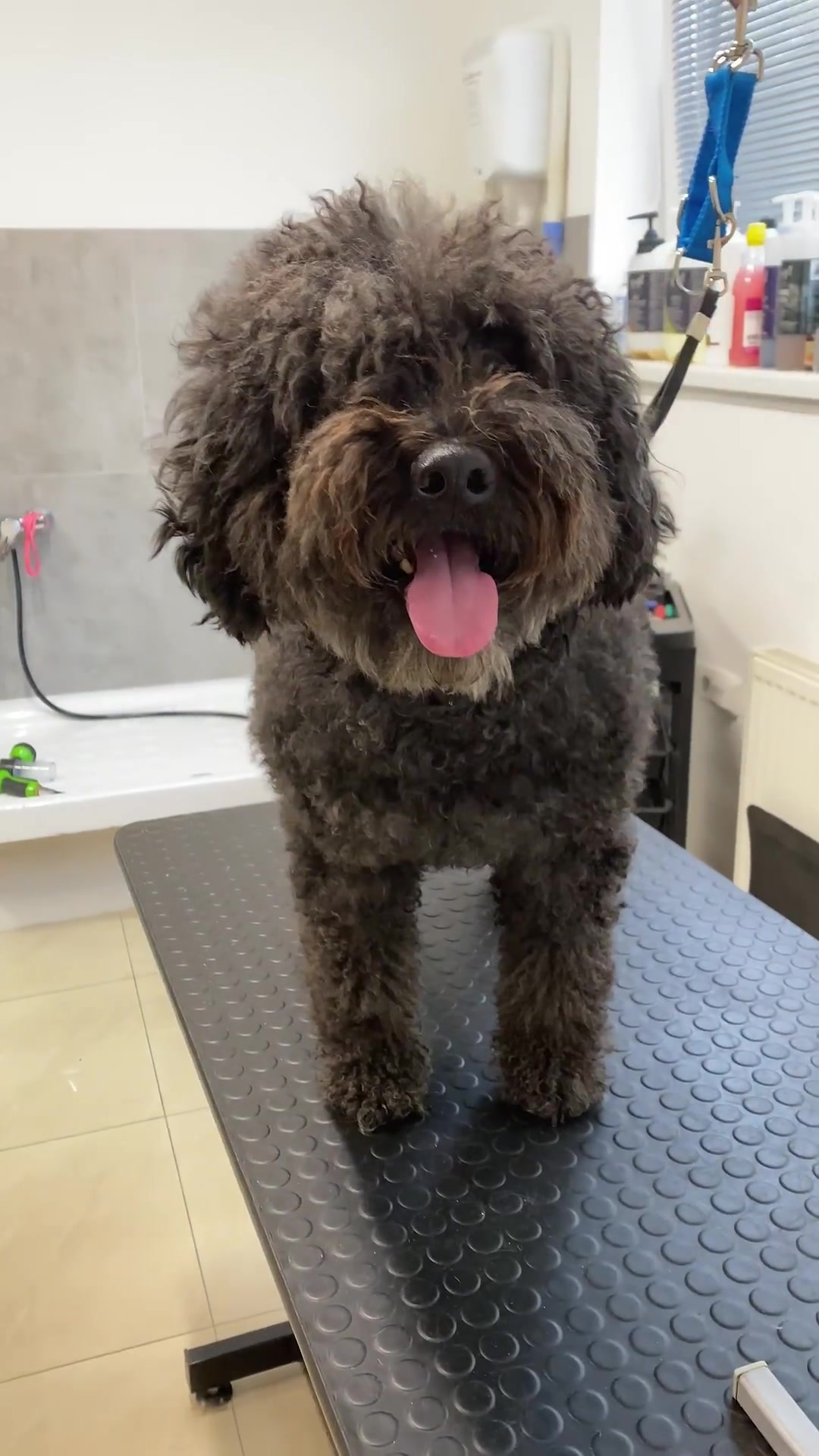 From fluffy to fabulous: Full poodle grooming transformation!