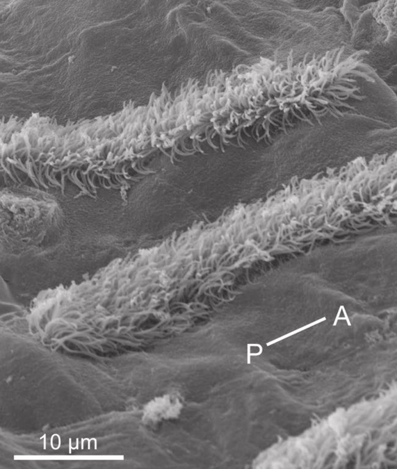 Scientists find squid are covered in hair-like cells remarkably similar ...