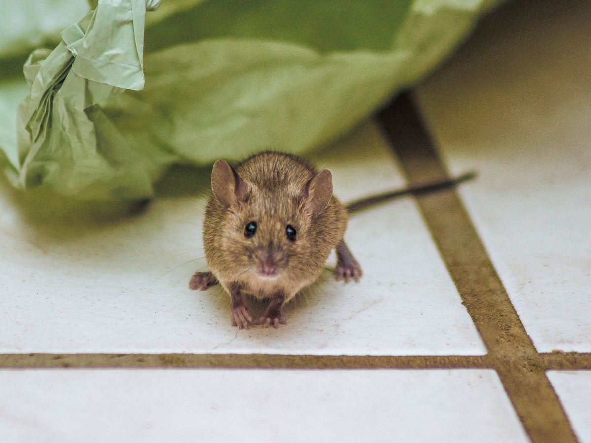 I tried 1 simple hack to keep mice and rats out of my home – it worked ...