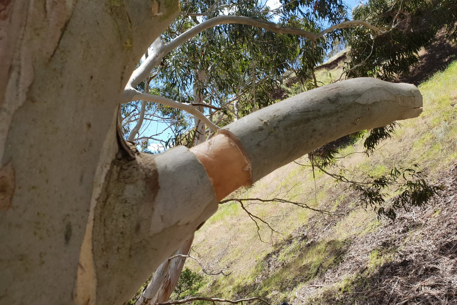 Clever backyard trick for Aussie gardeners to fast-track 100-year tree ...