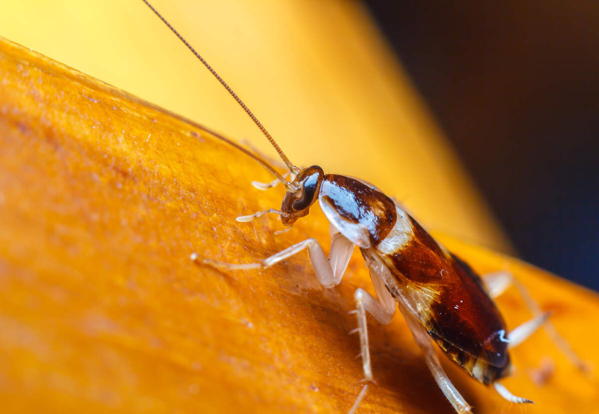 Cockroaches, old food, moldy fruit, flies & more at Wichita KS restaurants