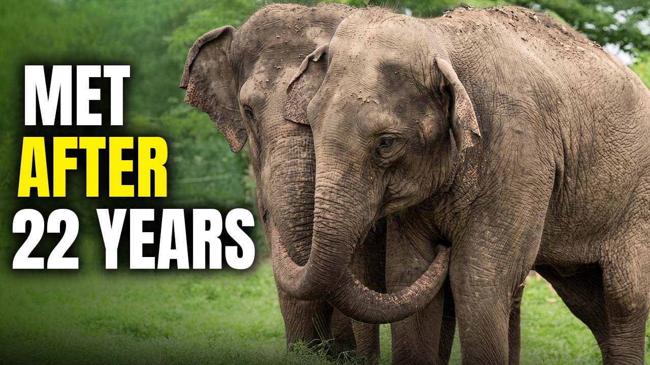 These two elephants were separated for 22 years — and recognized each ...