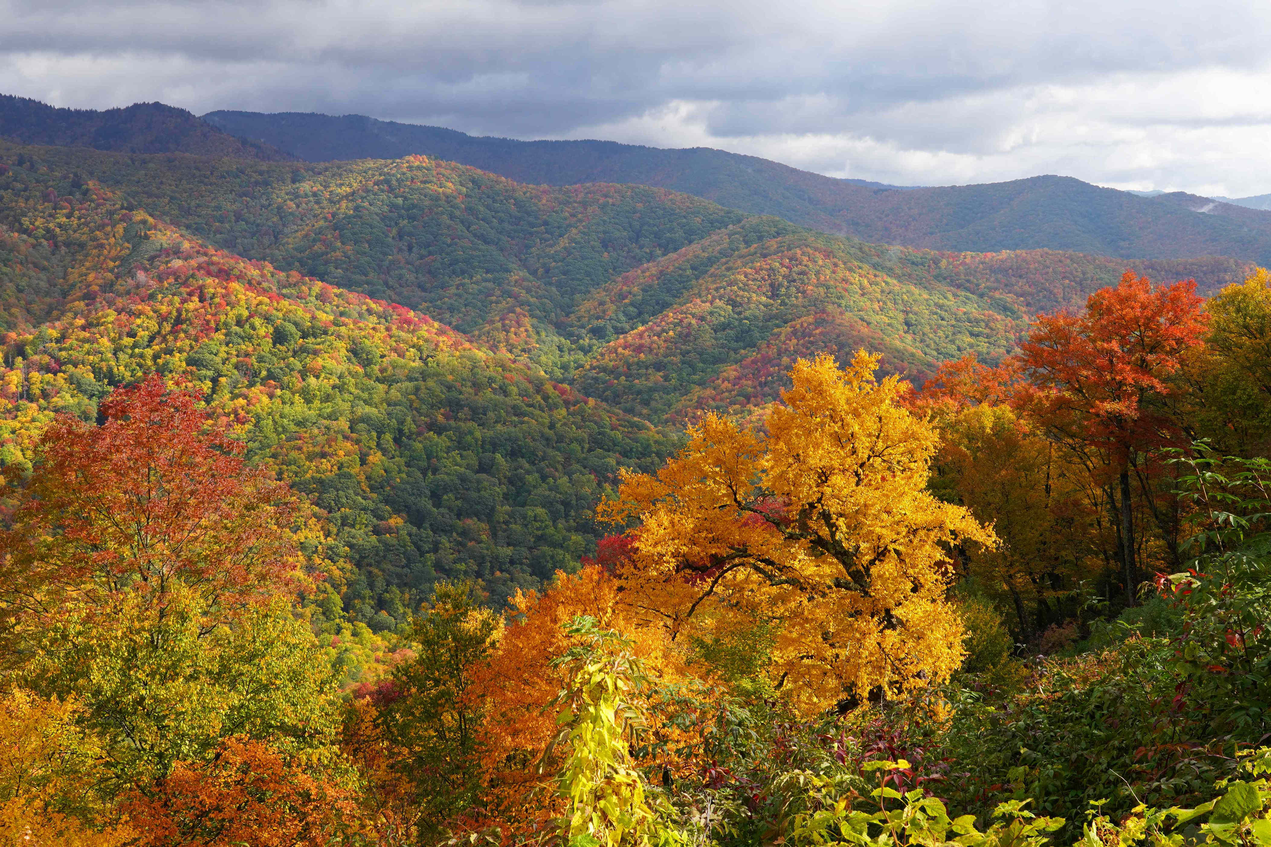 What temperature makes leaves change color?
