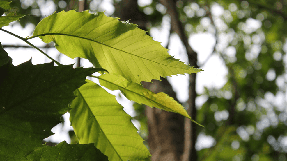 Trees at former Mason County nursery to be relocated after NSCALE acquisition
