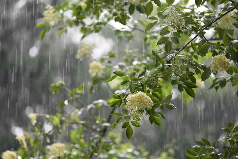 Why does rain smell so good? A chemist explains