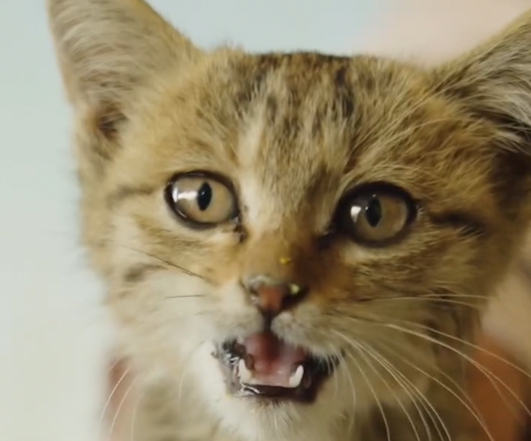 Runner pauses Beijing to London record attempt to rescue kitten ...