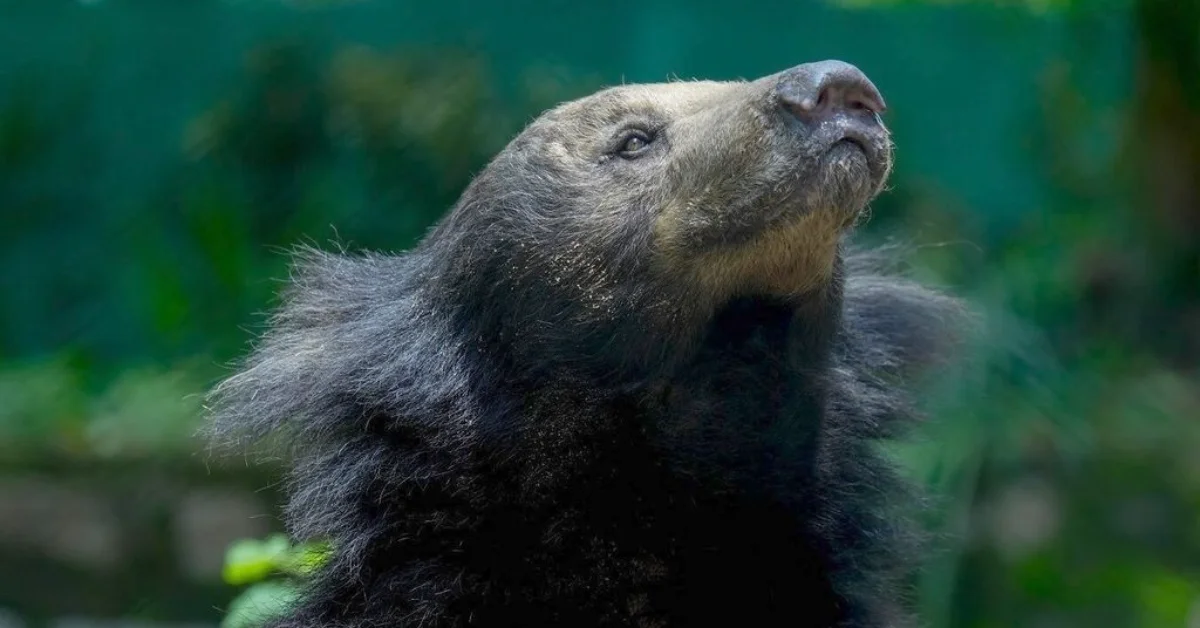 Rescued sloth bear gets prosthetic paw in world-first: 'We do whatever ...
