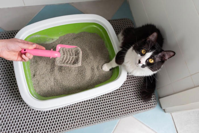 猫が守っている『トイレのルール』5つ こだわりがあるのはなぜ？快適な環境の整え方まで