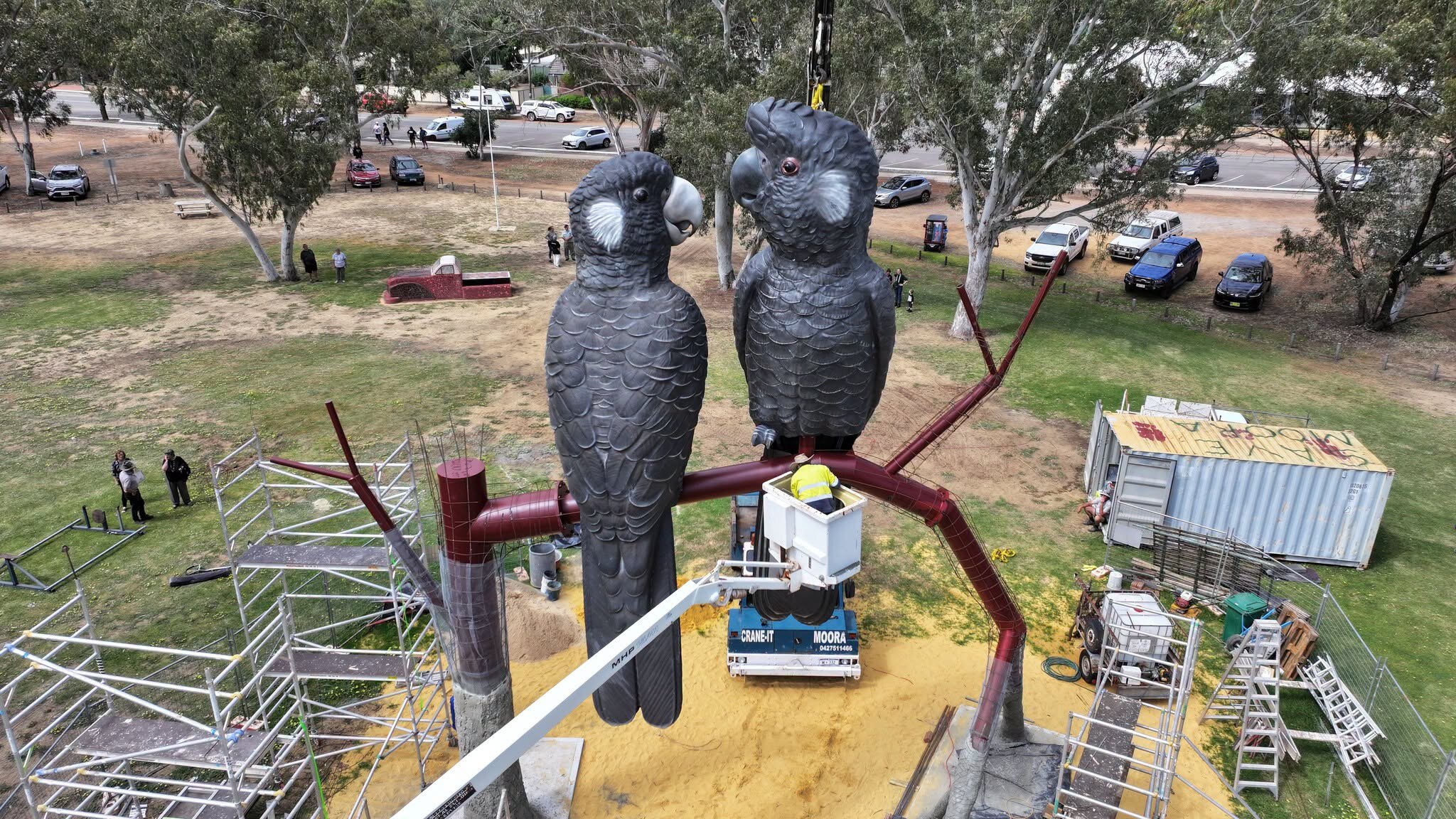 Endangered Carnaby's cockatoos unveiled as Western Australia's newest ...