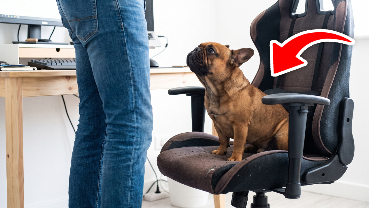 Does your dog steal your seat? Here’s what they may be telling you