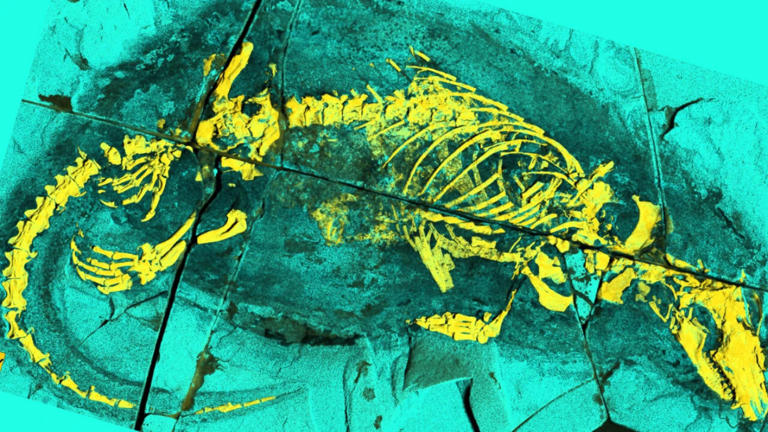 165-million-year-old fossil from China reveals mammal ancestor that ...