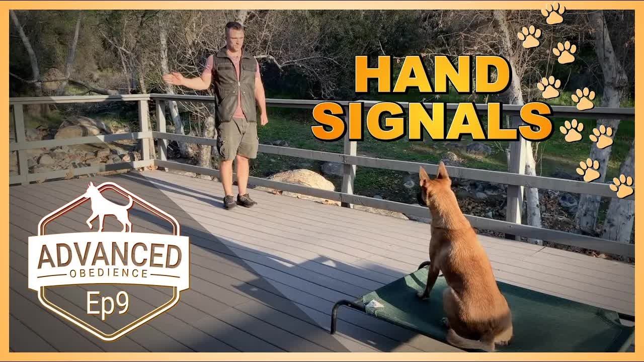How dogs learn to follow hand signals from across the room