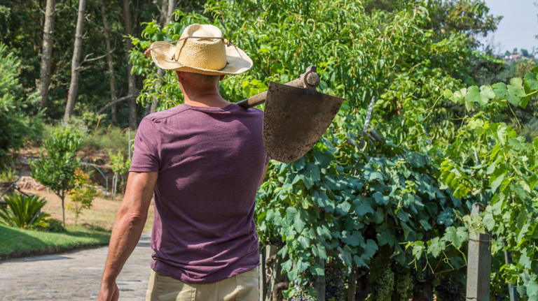 Leave the hand pulling behind: The European-style tool to remove weeds ...
