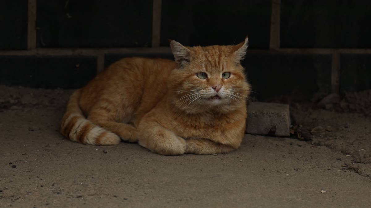 Stray cat still waiting for her family to come back after 3 years is ...