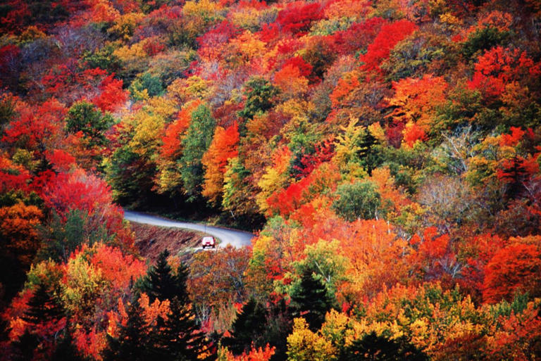 What temperature makes leaves change color?
