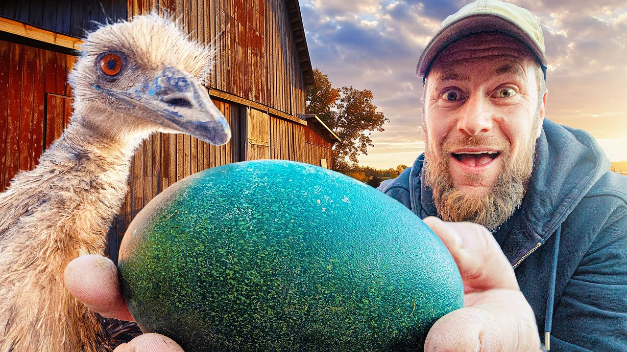 Will they hatch?