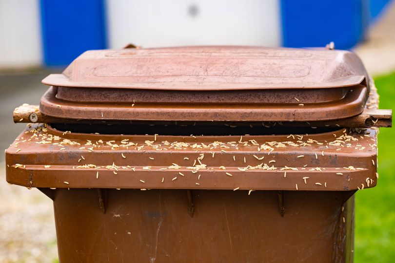 Maggots and flies won't invade wheelie bins if 2 natural items are ...