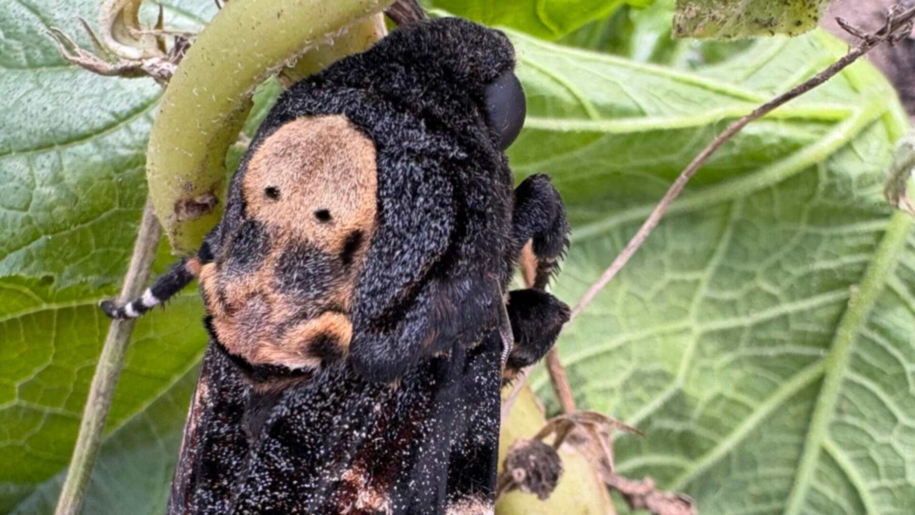 Una horticultora de un colegio de Hampshire oyó un chillido en el ...