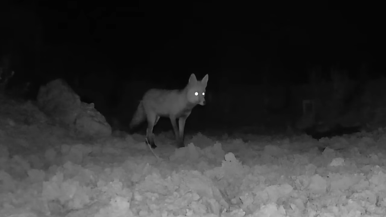 Monitoring nature with a wildlife camera