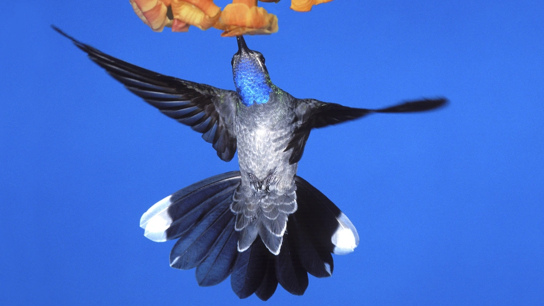 Hummingbird flight secrets that inspire innovation