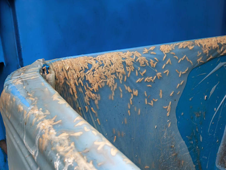 Stop flies and maggots from infesting bins with 2 simple household items