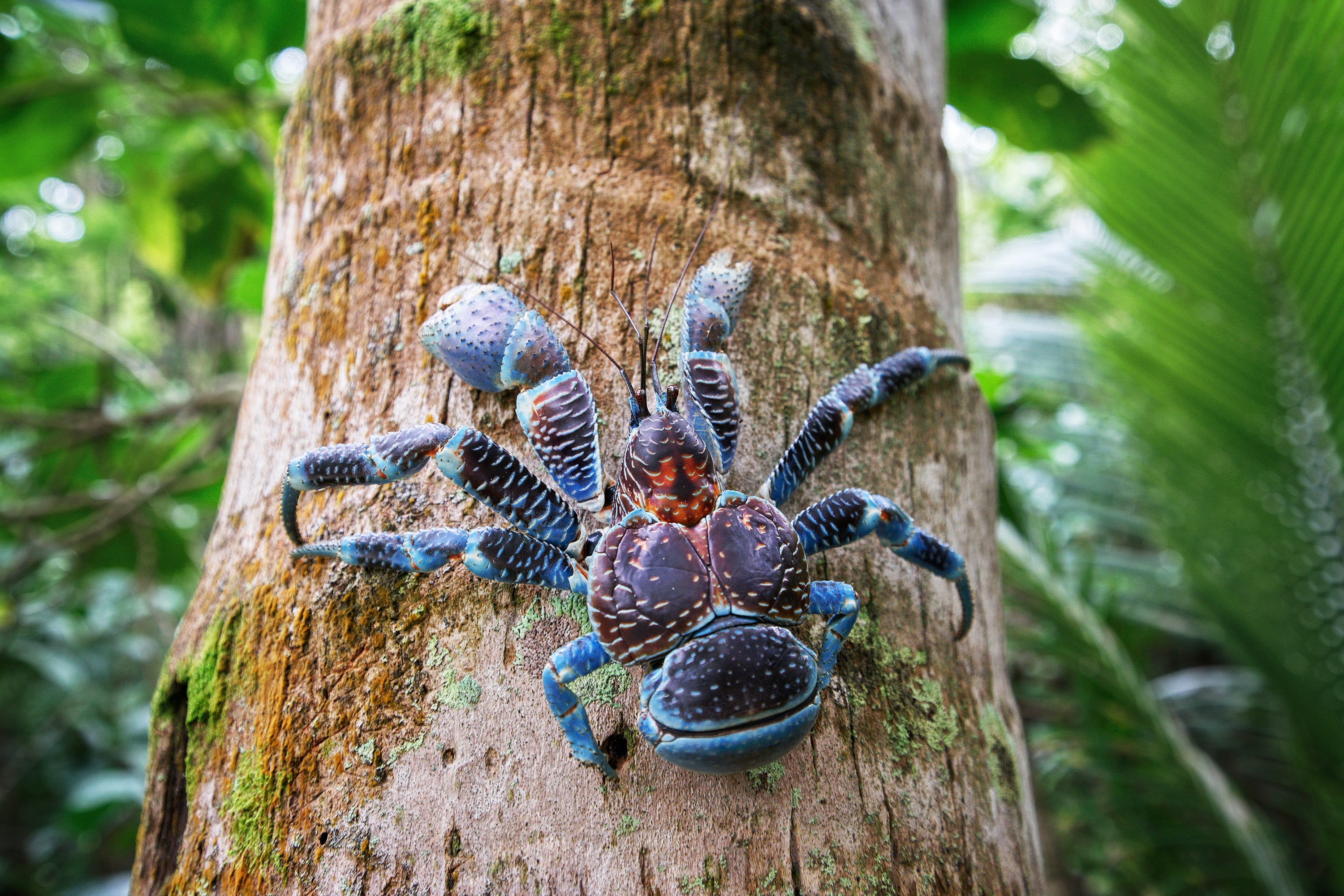 Amelia Earhart expedition team heads to island of huge hunting crabs