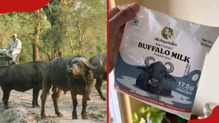 Kenyans turn William Ruto's buffalo milk idea into hilarious memes as ...
