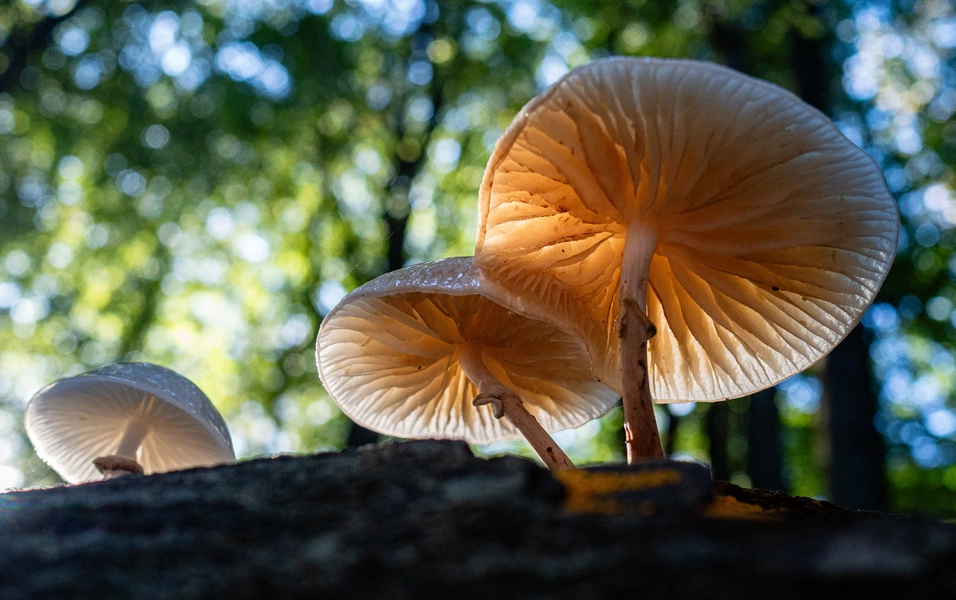 Fungi are Earth’s hidden life support system